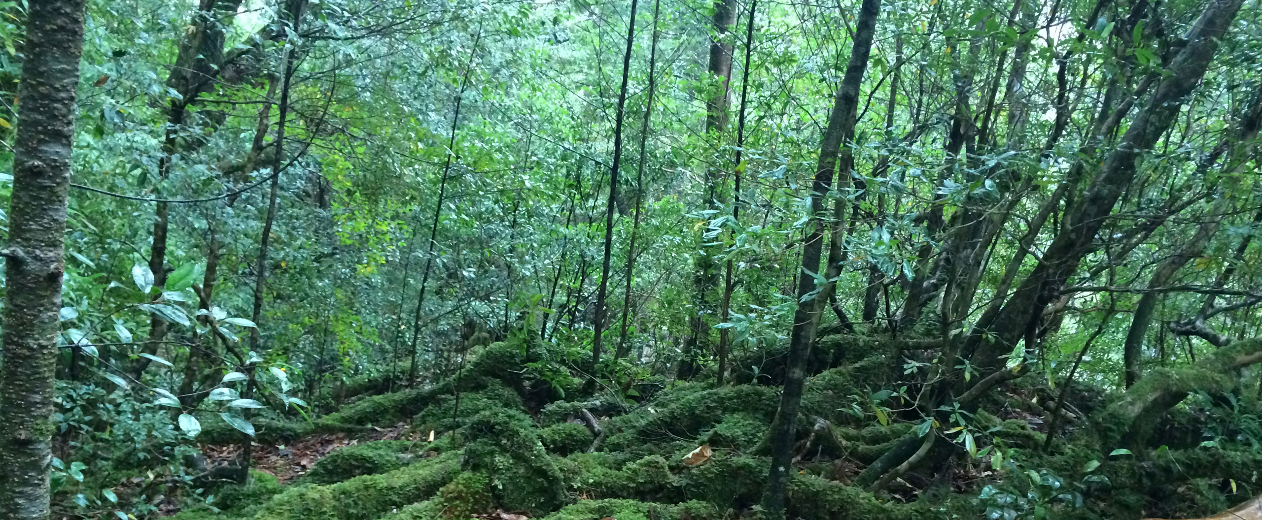 屋久島の森